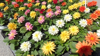 Стартира "жива" изложба от цветя