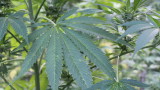 Джо Байдън намекна за легализация на марихуаната