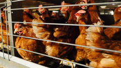 За опасност от забрана на износа на яйца и птичи продукти от България предупреждават от бранша