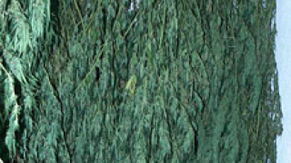 Уволниха полицая, опитал да открадне канабис от двора на РПУ-Петрич