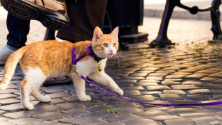 Със сигурност сме виждали стопани на котки които ги разхождат