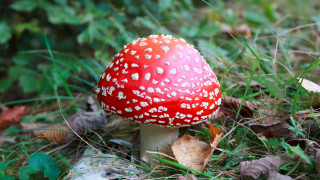 Множество загинали и натровени в Иран, яли отровни гъби