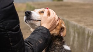 София отчете намаляване на бездомните кучета