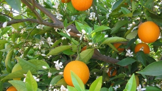 Парадокс: Произвеждаме сок от портокали колкото зеленчукови консерви