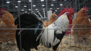 Унищожават 40 000 кокошки в Хасковско заради птичи грип