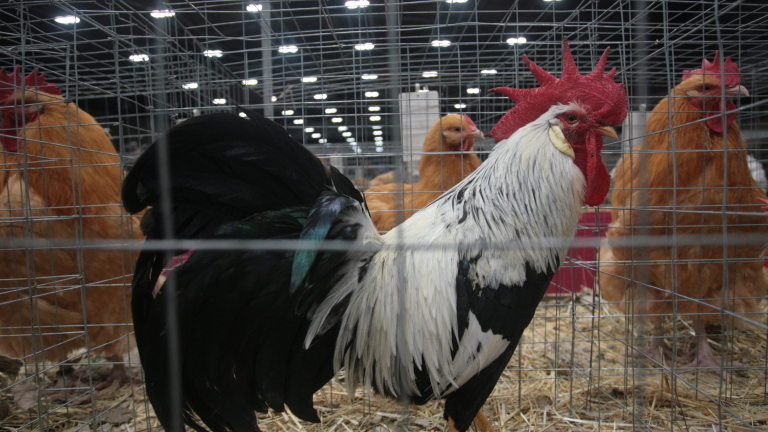 Избити са 301 кокошки и 6 пуйки в Кърджалийско
