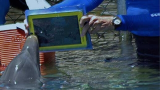 Делфин се учи да "цъка" на iPad