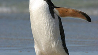 Пингвин отиде до Нова Зеландия след грешен завой
