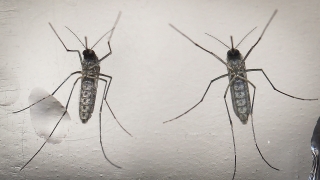 Комарите пренасят опасни вируси – нужни са незабавни мерки 