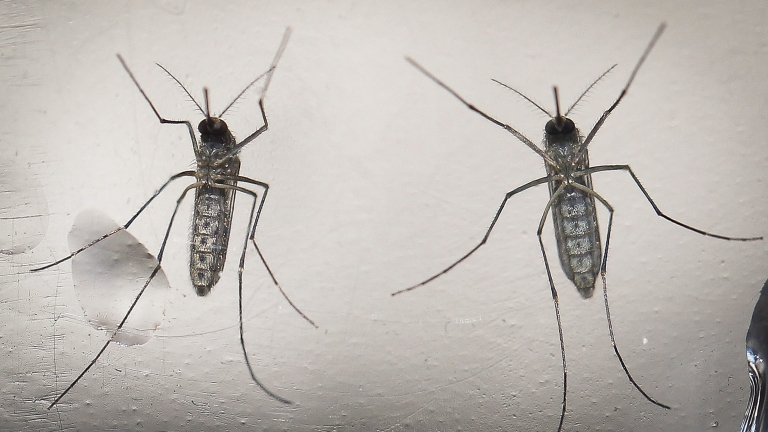 ГМО комари, бактерии и радиация – нови оръжия в борбата с вируса зика 