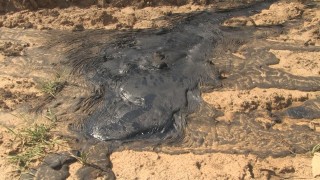 Теч на нефтени отпадъци от старото сметище в Руси обезпокои