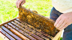 Производителите на манов мед получават 18 хил. лв. помощ от държавния фонд