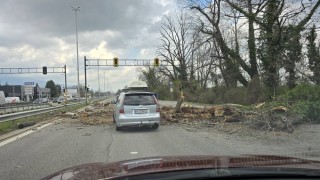Дърво падна върху бус с арестанти на "Цариградско шосе" в София