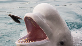 През 2019 г край норвежкия остров Ингоя е забелязана белуга