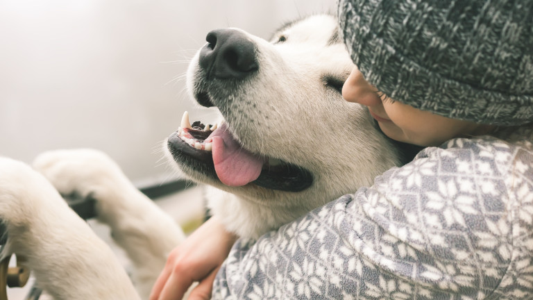 Обичаме ли кучетата повече от хората