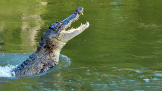 На колко години е най-големият крокодил в света