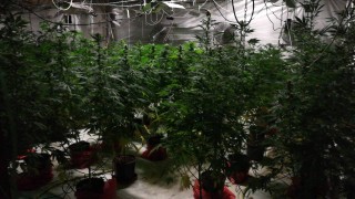 Отдел Наркотици в ГДБОП и криминалисти на СДВР разкриха модерна оранжерия