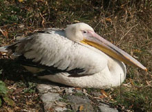 Пеликаните в Сребърна се радват на потомство