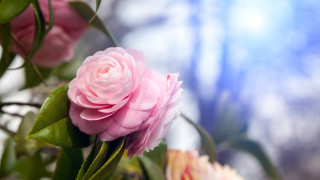 Ето каква енергия получаваме от стайните цветя (СНИМКИ )