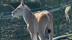 Любопитно бебе антилопа опознава света в зоопарка в Бургас