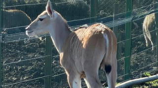 Любопитно бебе антилопа опознава света в зоопарка в Бургас