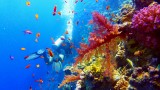  Големият бариерен риф се възвръща от избелване на коралите 