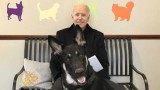  Джо Байдън, кучетата на новото Първо семейство и новите домашни любимци в Белия дом 