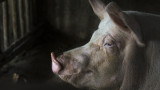 Проверяват за чума и най-големия свинекомплекс във Великотърновско 