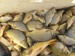 Рибата в резервата "Байкал" измря