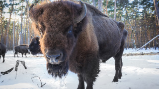 Полша ще продължи сечта в древната Беловежка гора въпреки решение
