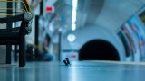  Wildlife Photography Awards и фотографията на биещите се мишки в лондонското метро 