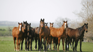 Над 20 коня са простреляни през изминалата седмица в Правец