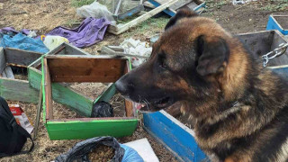 Намериха килограм марихуана укрита в пчелин в местността Кошарите край