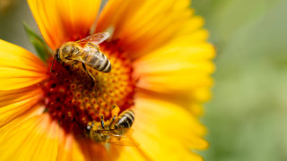 Всяка година на 20 май отбелязваме Световния ден на пчелите