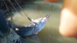 Хванаха бракониер със 100 килограмова моруна край Айдемир съобщават от Районната