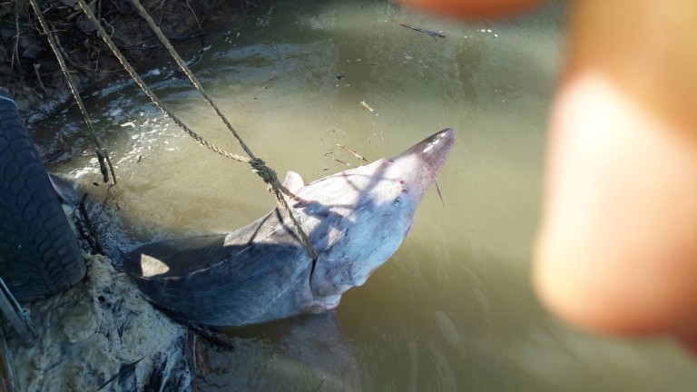 Хванаха бракониер със 100-килограмова моруна край Айдемир, съобщават от Районната