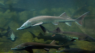 Природозащитната организация WWF България и нейни партньори пуснаха във водите