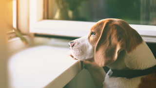 Как кучето да е спокойно, докато не сме вкъщи