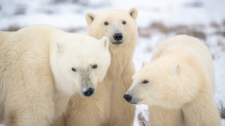 Изменението на климата е заплаха за оцеляването на полярните мечки.