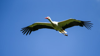 Спасиха щъркел бедстващ в река Янтра край село Писарево съобщава