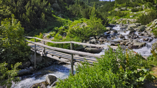 Експерти разгледаха различни методи за обезопасяване на пречупения клон на