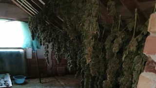 Арестуваха шестима, свързани с отглеждане на марихуана в село Брястовец