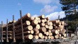 Откриха още 40 куб. м. незаконна дървесина, превозвана от фирмата на кмет
