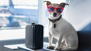 Как и къде да пътуваме с куче в Европа