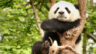 Защо пандите са черно-бели? (ВИДЕО)