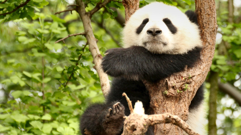 Пандите вече не са застрашен от изчезване вид