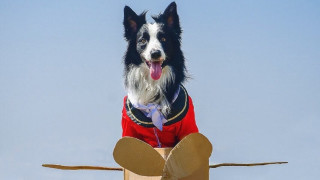 Кучето, което ни учи как да си живеем живота