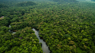 Глобална трагедия - девствените гори на Земята изчезват все по-бързо