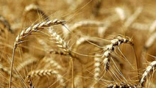 Очакваме добра реколта от пшеница през тази година