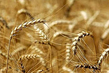 170 хил. дка пшеница и ечемик унищожени от сушата